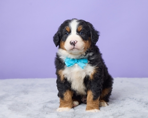 Samson Bernese Mountain Dog